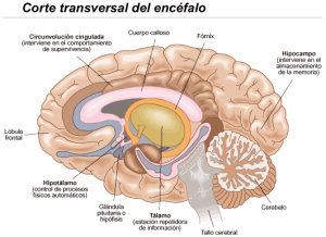 corte_transversal_cerebro