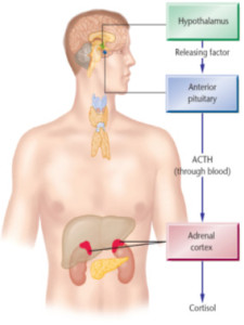 fisiologia_enfrentamiento_armado_cuerpo_humano