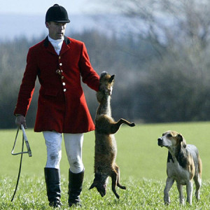 caza_zorro_perros_